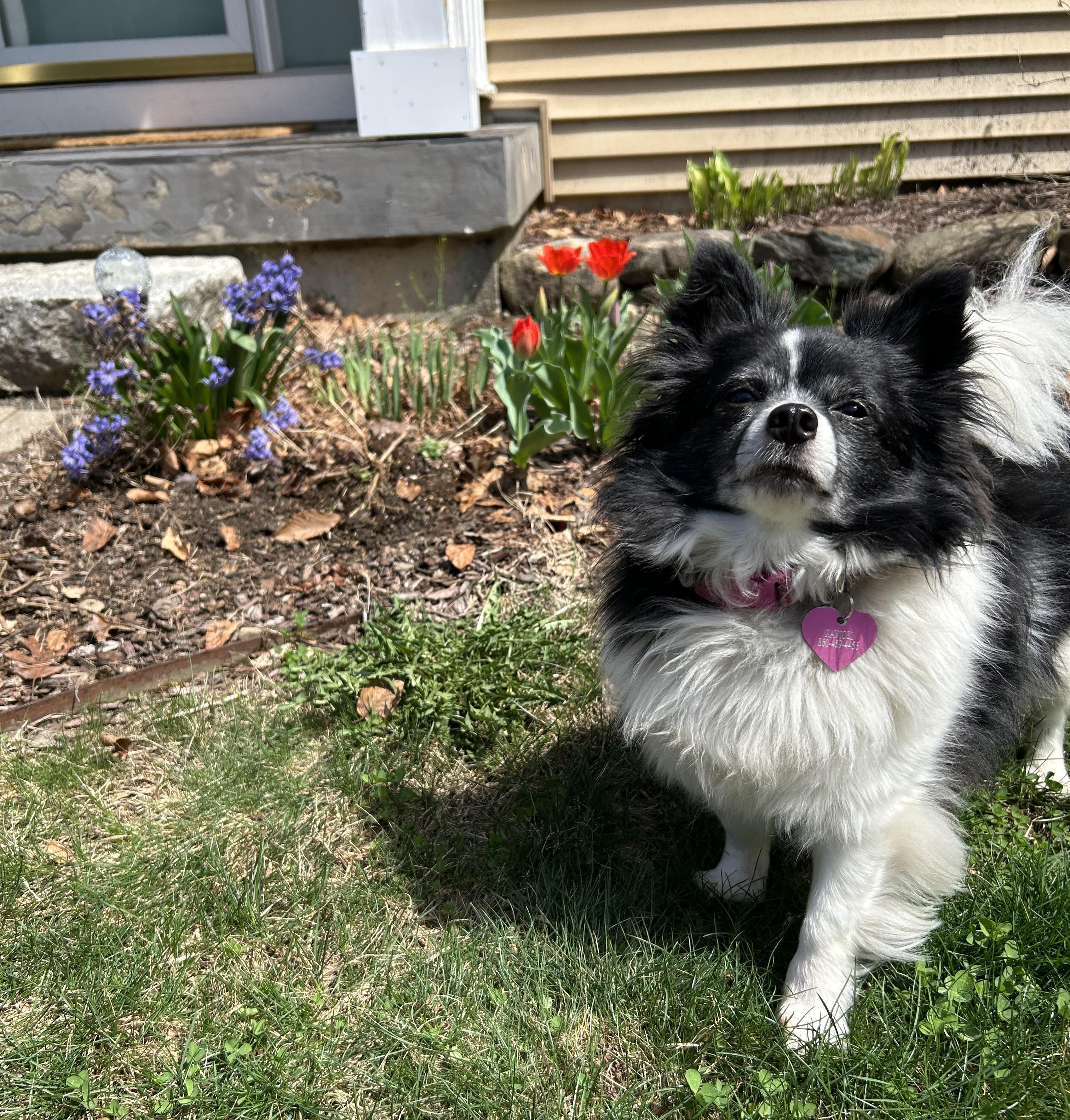 Enlarge Ravioli (she's absolute perfection), a ADOPTABLE mixed breed in Middletown, CT image 2/6
