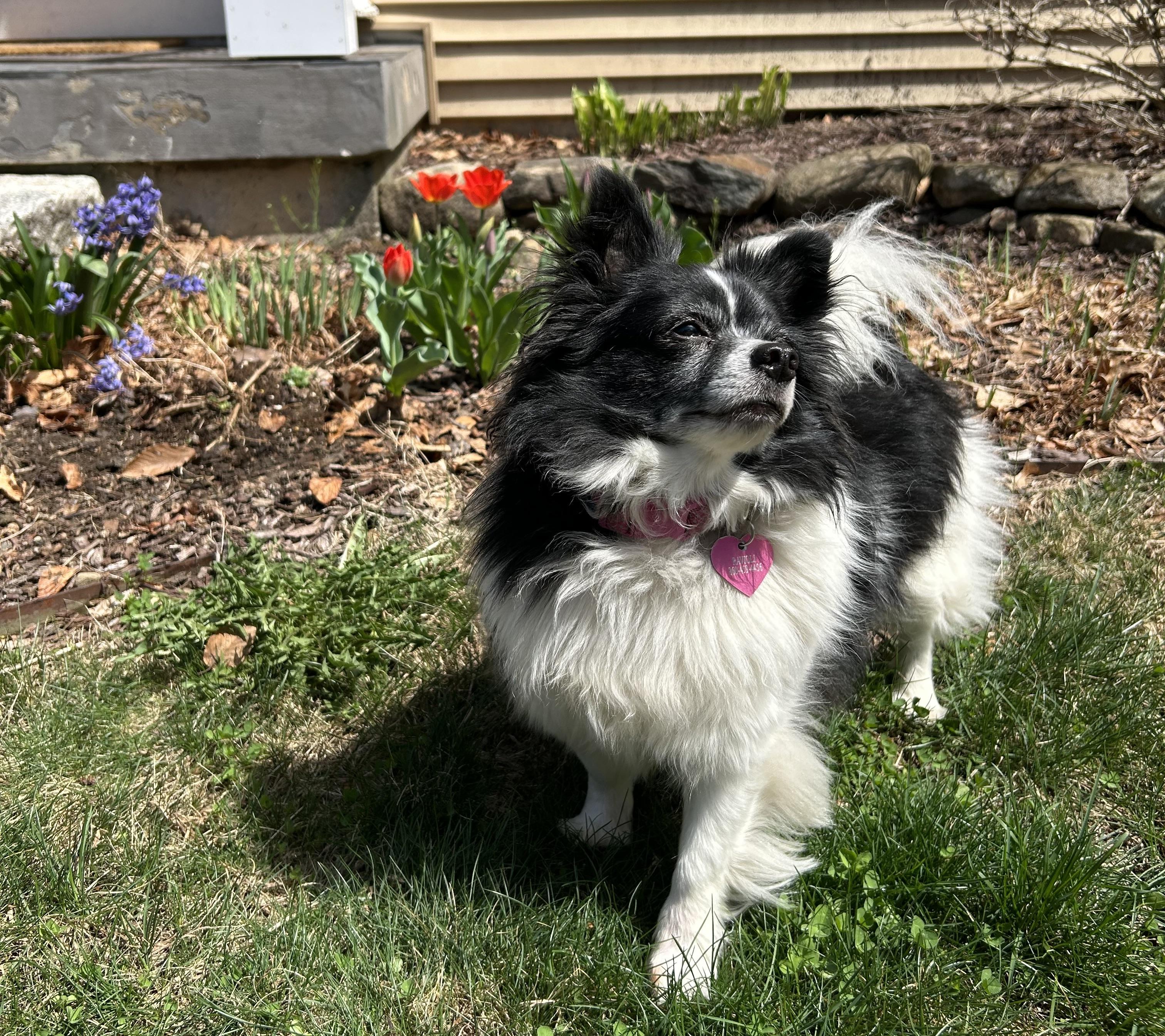 Enlarge Ravioli (she's absolute perfection), a ADOPTABLE mixed breed in Middletown, CT image 4/6