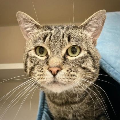 Steve, Adoptable, Adult Male Domestic Short Hair & Domestic Short Hair.