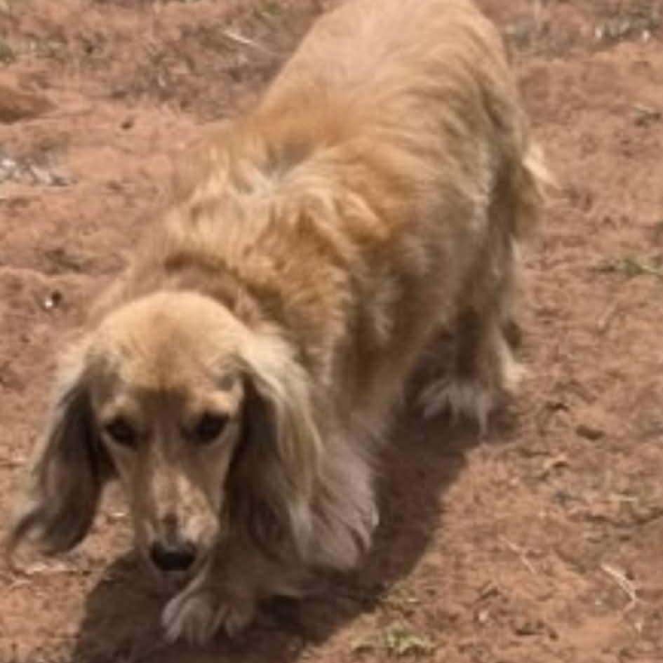 Missy Lou, Adoptable, Adult Female Dachshund (Miniature Long Haired).