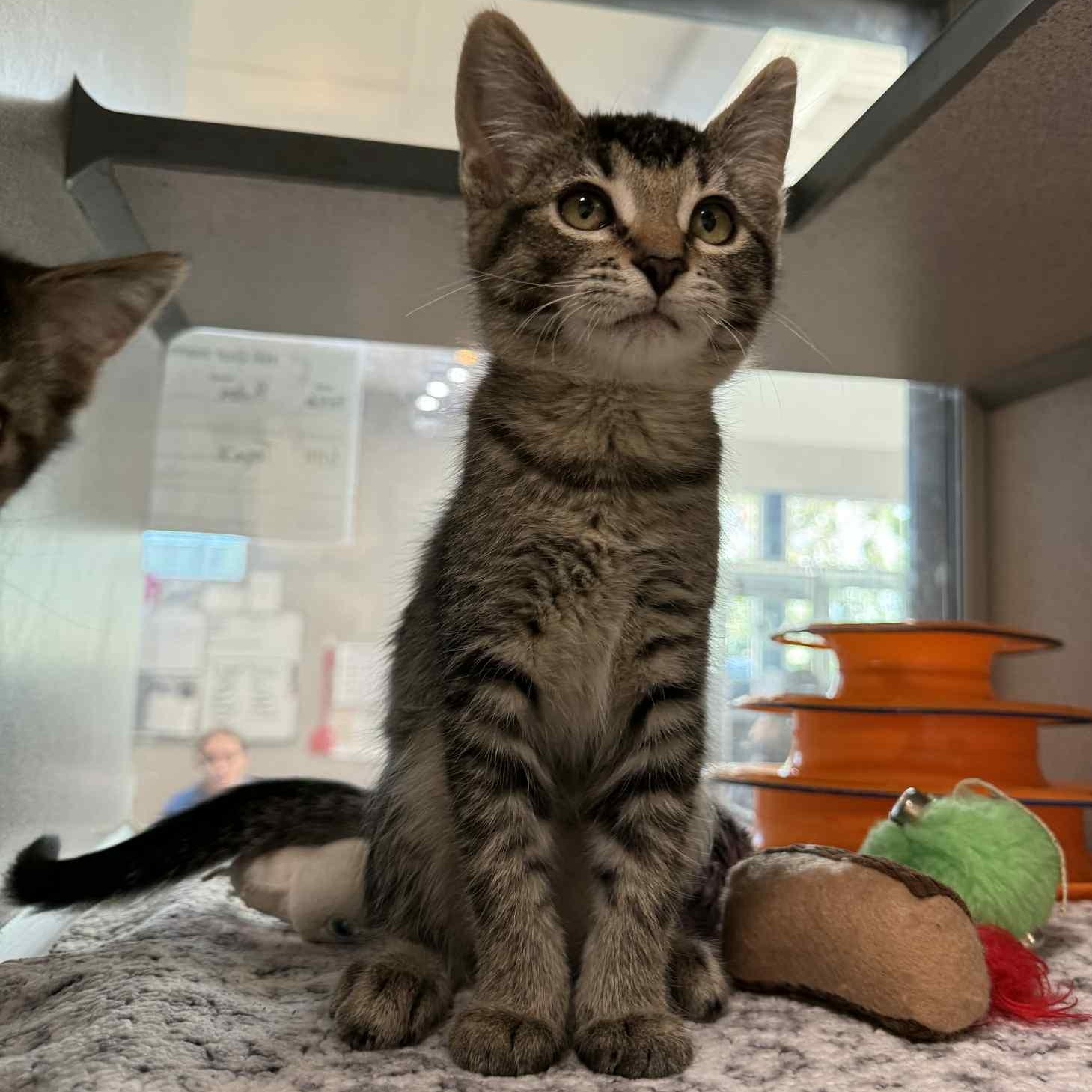 Ruby, Baby Female Domestic Short Hair