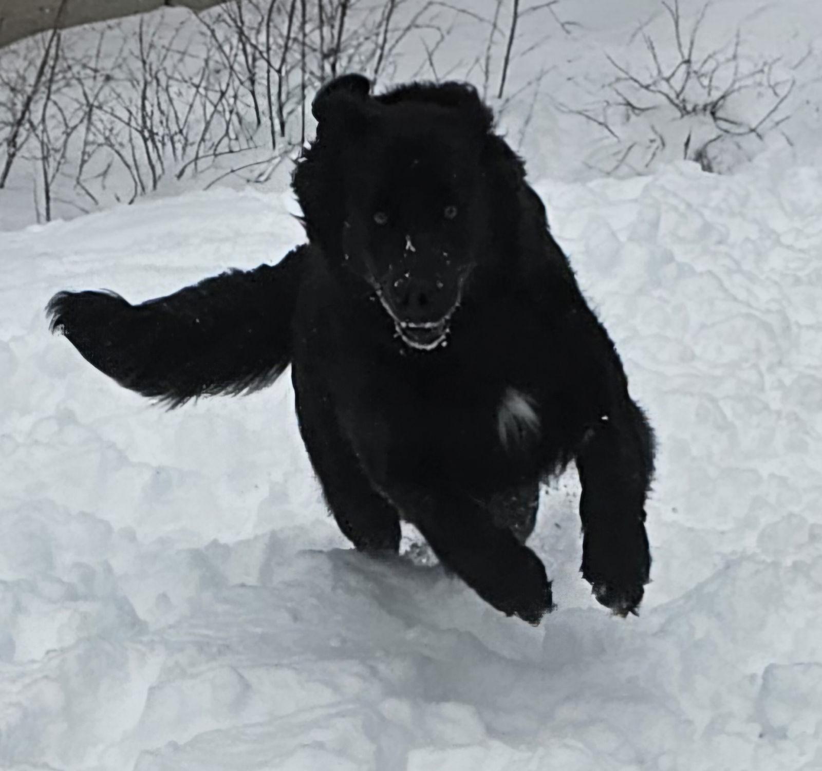 Scarlett, Adoptable, Young Female Border Collie.