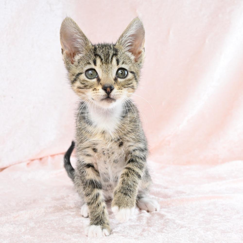 Cadbury, Adoptable, Kitten Male Domestic Short Hair.