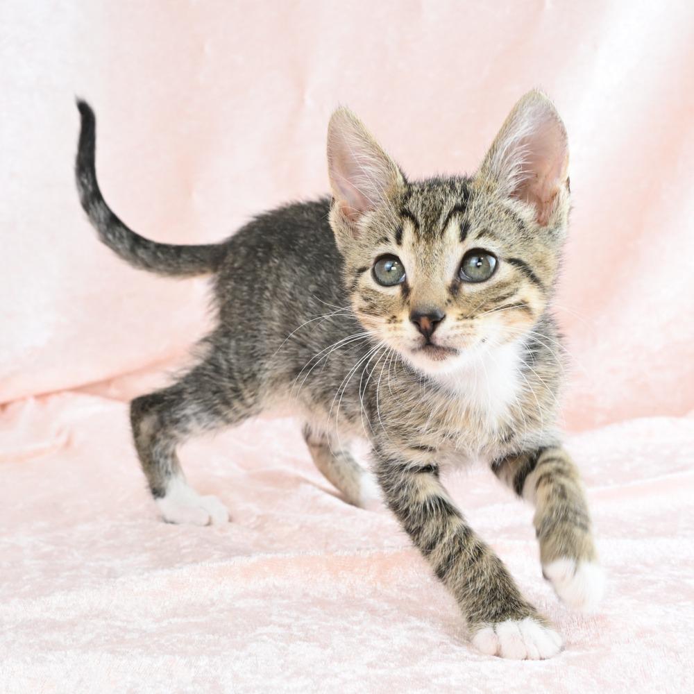 Enlarge Cadbury, a Adoptable Domestic Short Hair in Mobile, AL image 2/6