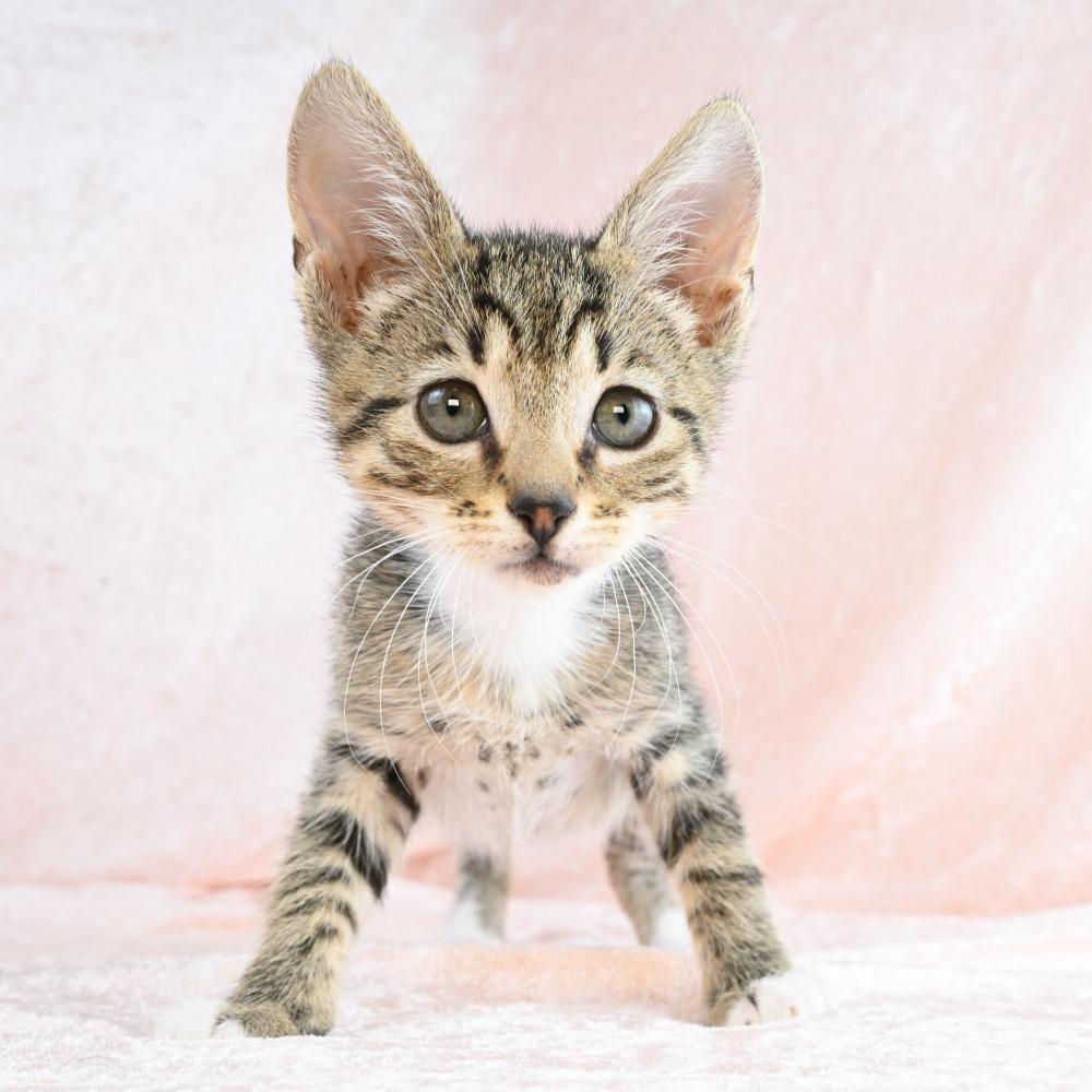 Enlarge Cadbury, a Adoptable Domestic Short Hair in Mobile, AL image 3/6