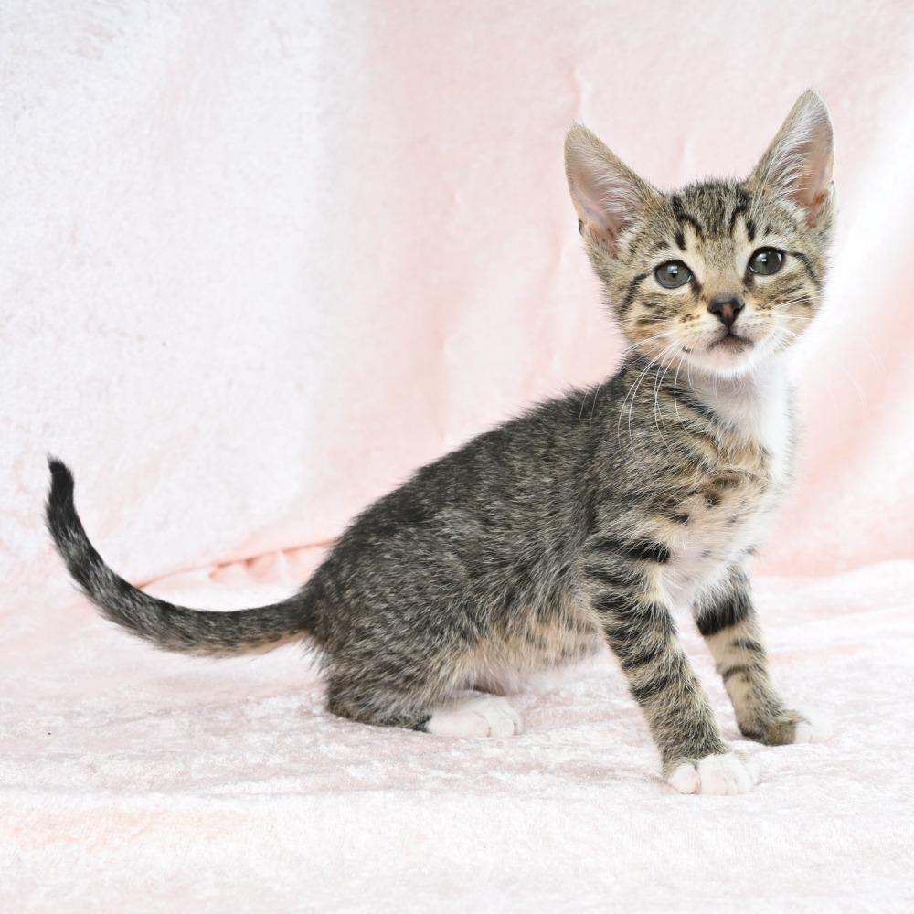 Enlarge Cadbury, a Adoptable Domestic Short Hair in Mobile, AL image 4/6
