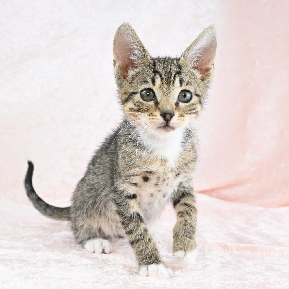 Enlarge Cadbury, a Adoptable Domestic Short Hair in Mobile, AL image 5/6