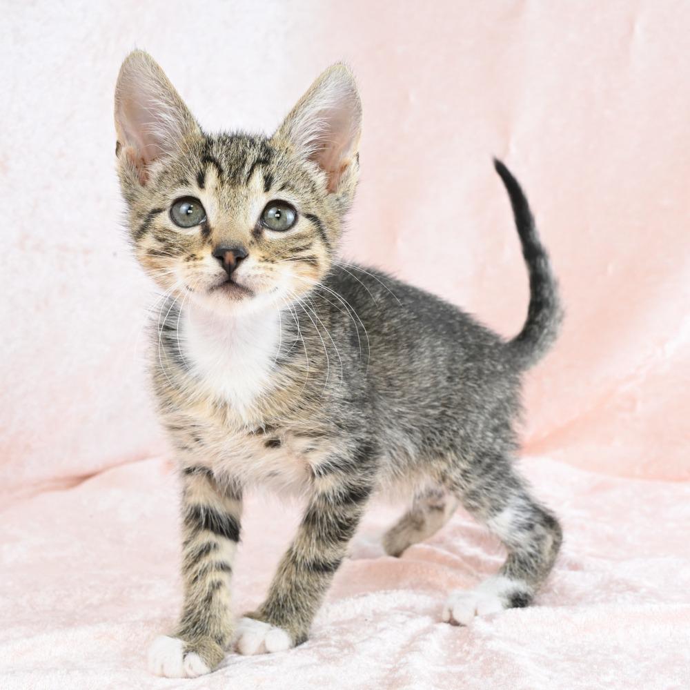 Enlarge Cadbury, a Adoptable Domestic Short Hair in Mobile, AL image 6/6