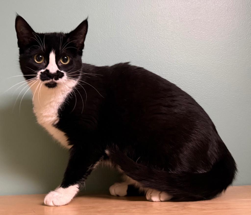 Enlarge Blossom, a Adoptable Domestic Short Hair in Amery, WI image 2/3
