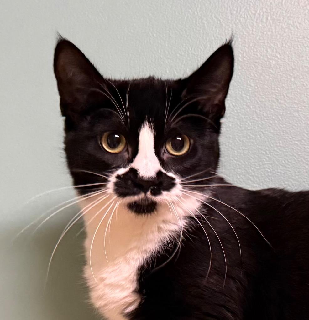 Blossom, Adoptable, Young Female Domestic Short Hair.