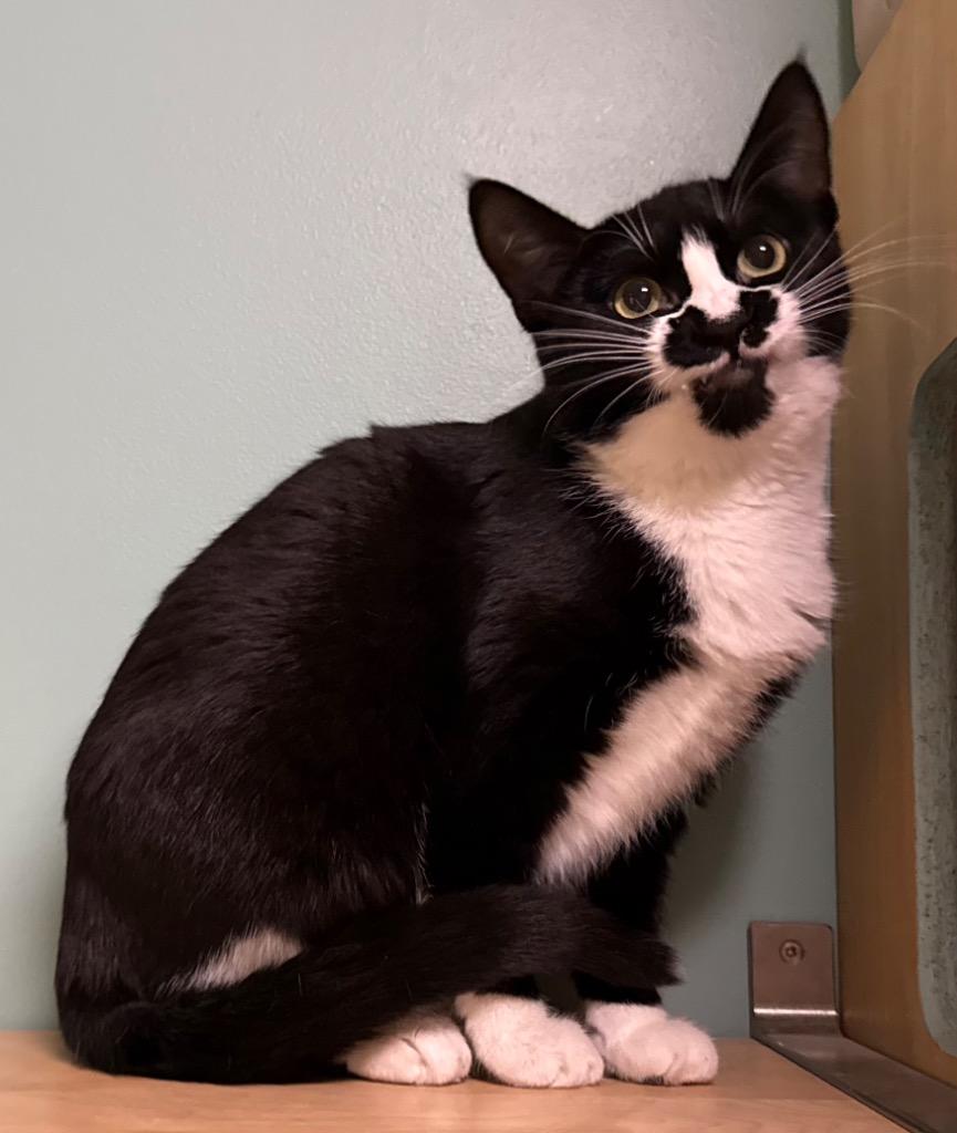 Enlarge Blossom, a Adoptable Domestic Short Hair in Amery, WI image 3/3