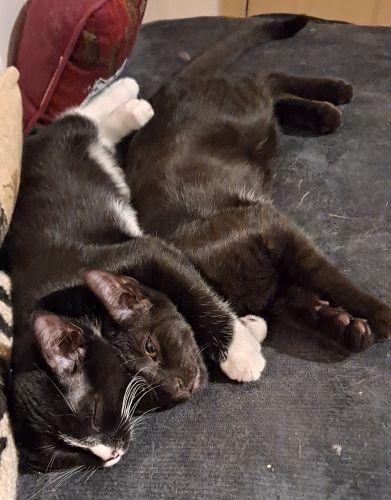 Enlarge Ollie and Rudy, a ADOPTABLE mixed breed in Lenhartsville, PA image 2/6