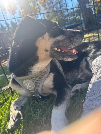 Ricky, Adoptable, Adult Male Chihuahua & Terrier.