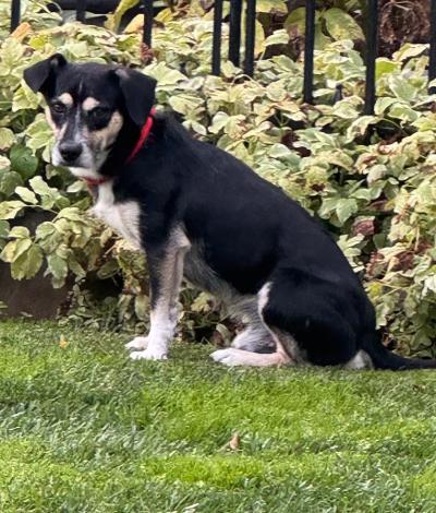 Enlarge Ricky, a Adoptable mixed breed in Amity, OR image 3/4