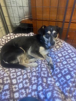 Enlarge Ricky, a Adoptable mixed breed in Amity, OR image 2/4