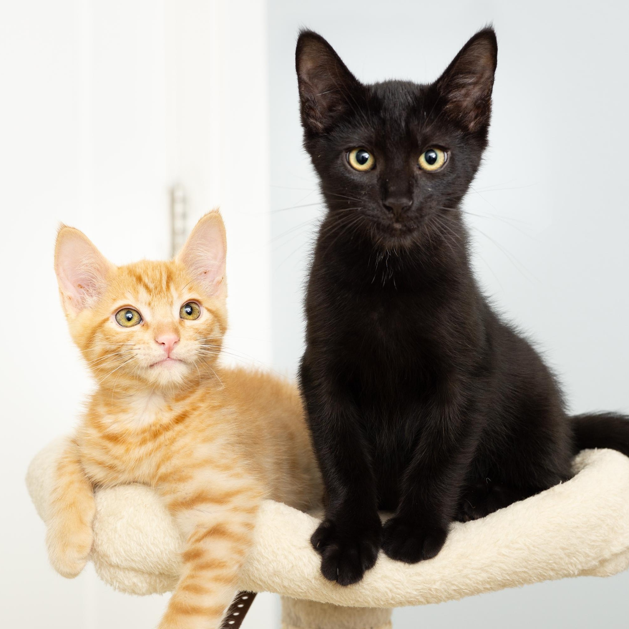 Enlarge Profiterole and Charcoal, a Adoptable Domestic Short Hair in Seattle, WA image 1/6