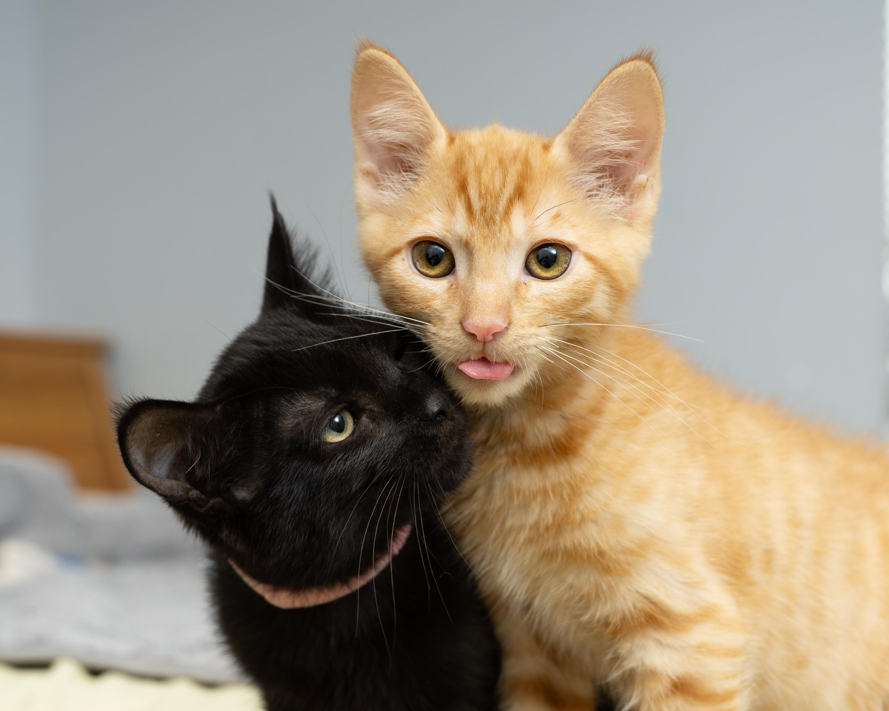 Enlarge Profiterole and Charcoal, a Adoptable Domestic Short Hair in Seattle, WA image 3/6