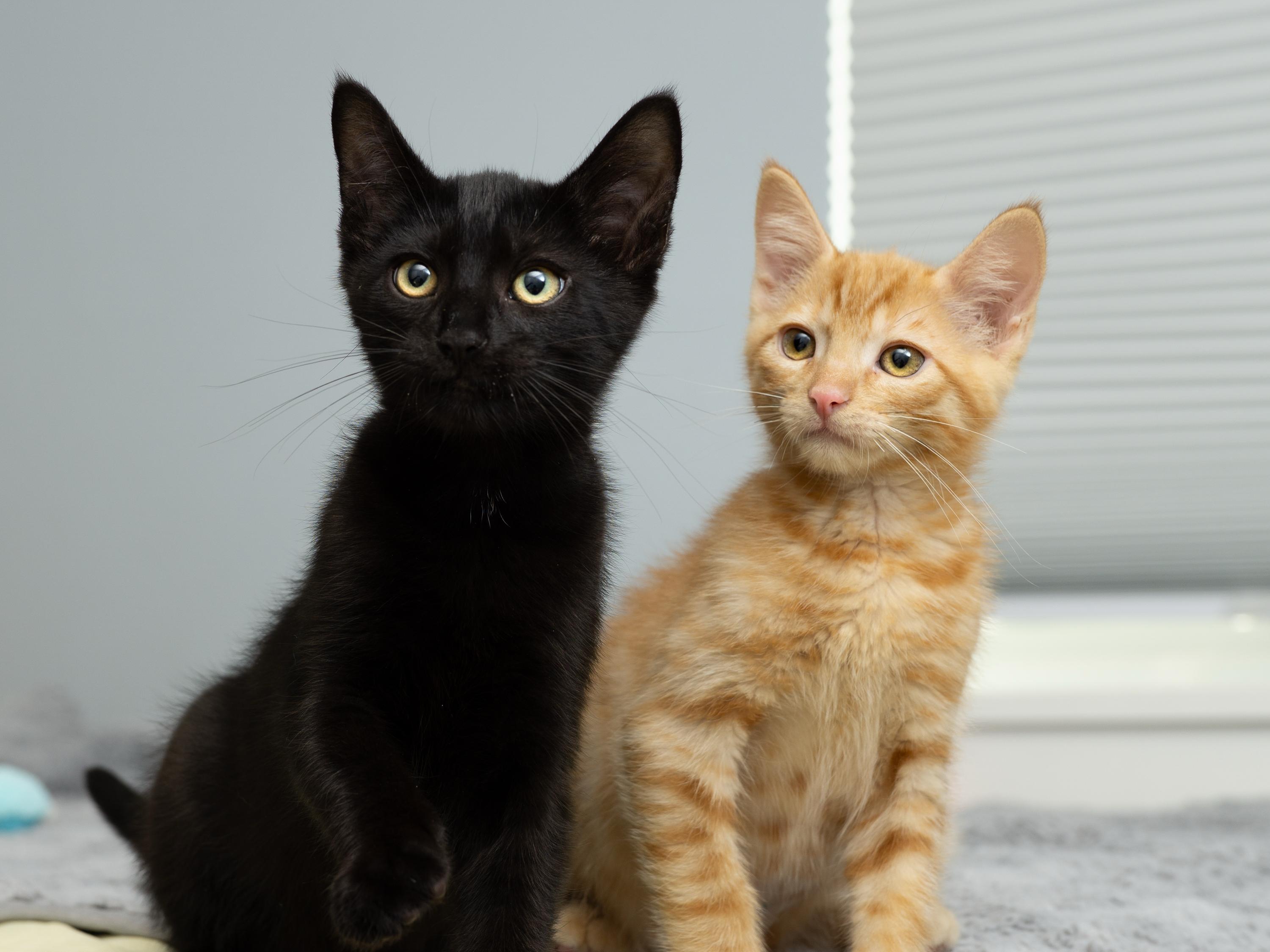 Enlarge Profiterole and Charcoal, a Adoptable Domestic Short Hair in Seattle, WA image 6/6