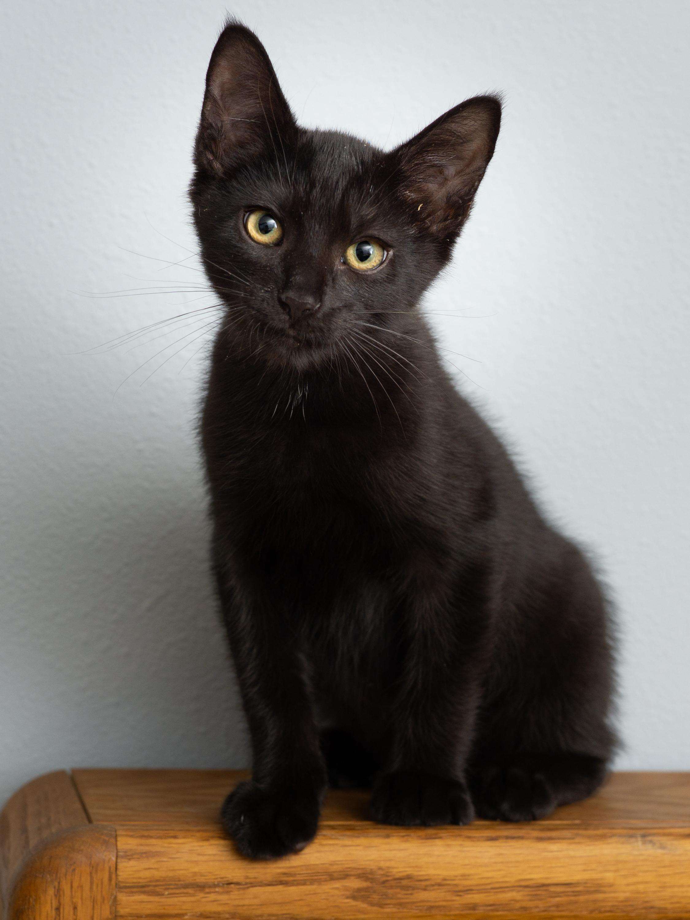 Enlarge Profiterole and Charcoal, a Adoptable Domestic Short Hair in Seattle, WA image 4/6
