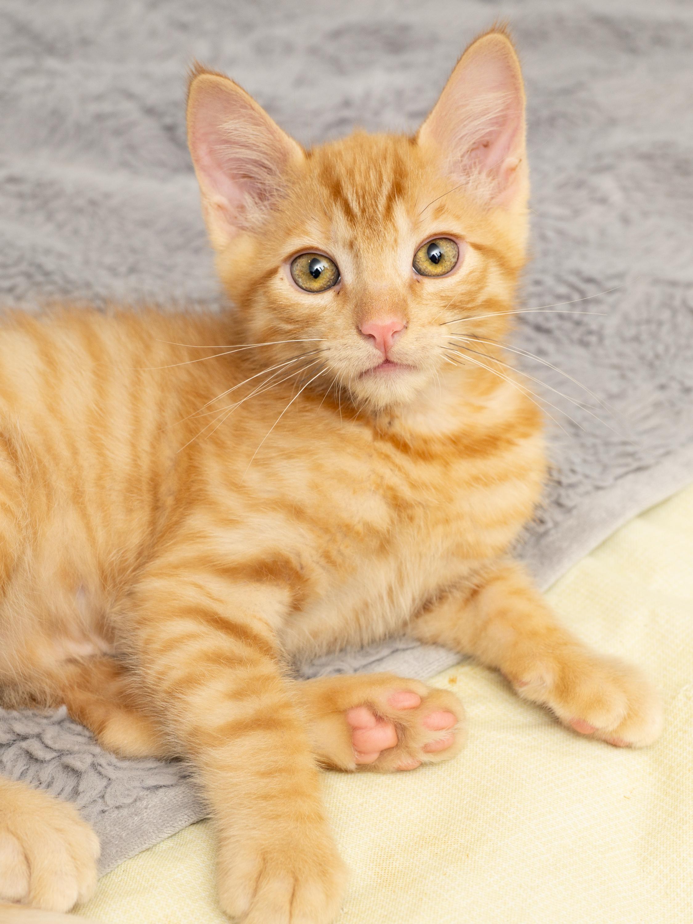 Enlarge Profiterole and Charcoal, a Adoptable Domestic Short Hair in Seattle, WA image 5/6