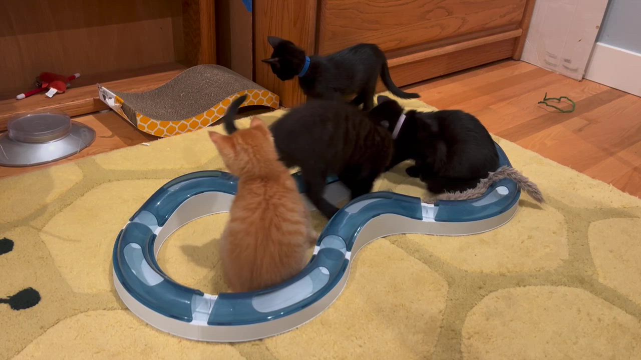 Enlarge Profiterole and Charcoal, a Adoptable Domestic Short Hair in Seattle, WA video 2/6