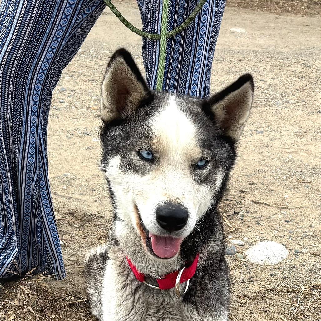River, Adoptable, Adult Female Husky.