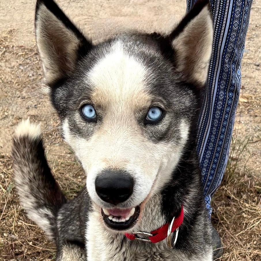 River, a Adoptable Husky in TONASKET, WA image 2/3