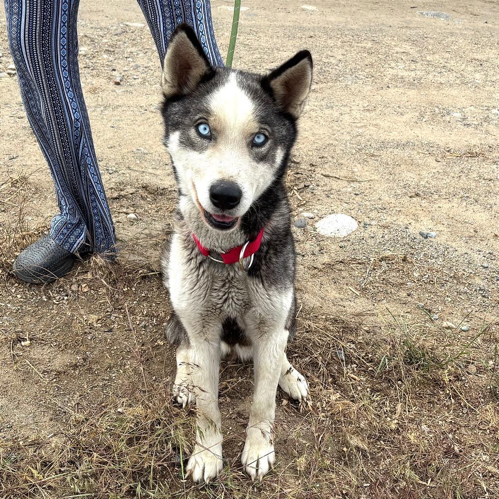 River, a Adoptable Husky in TONASKET, WA image 3/3