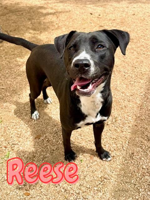 Enlarge Reese, a ADOPTABLE mixed breed in Comfort, TX image 1/1