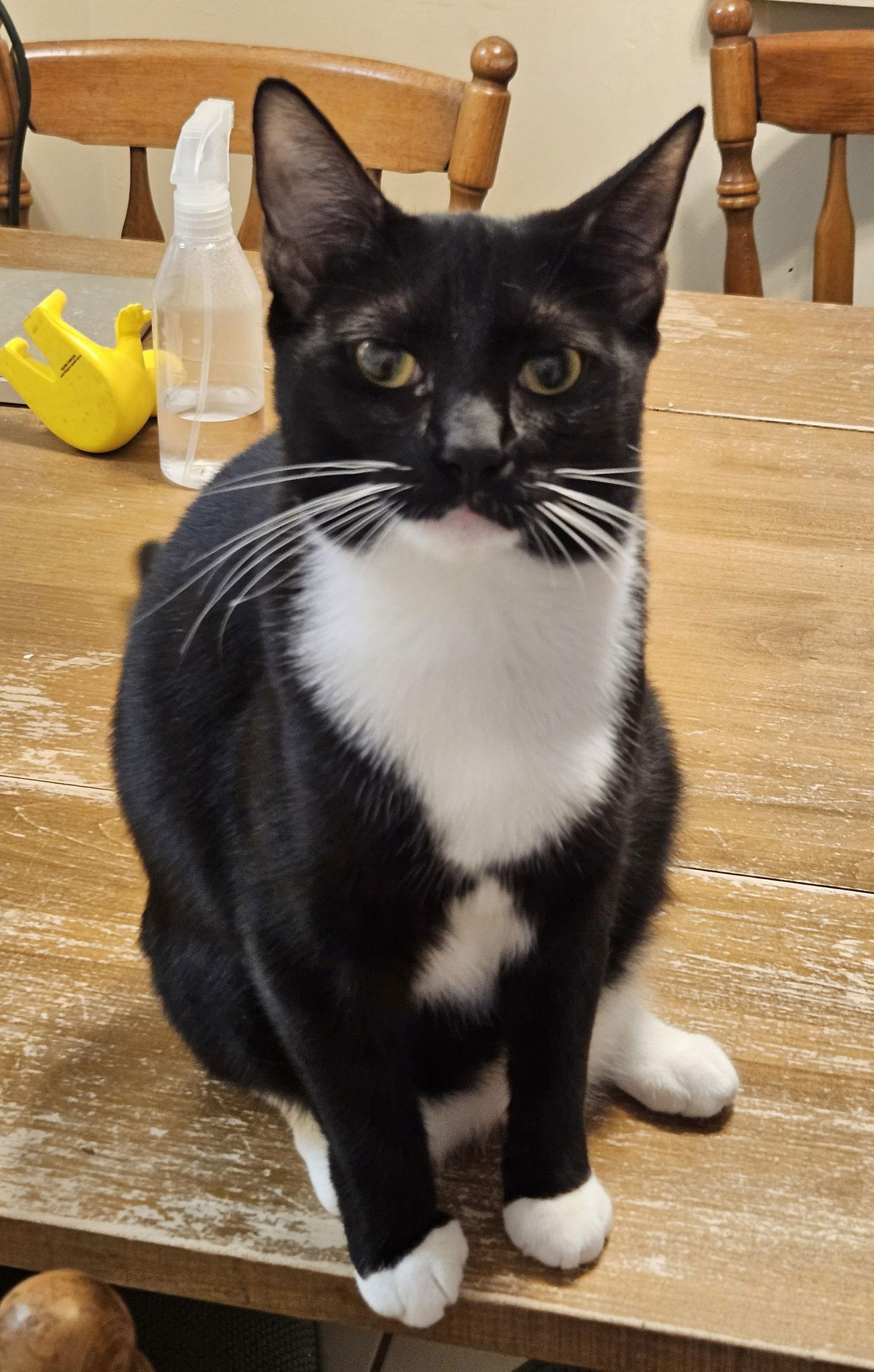 Ida, Adoptable, Young Female Domestic Short Hair.