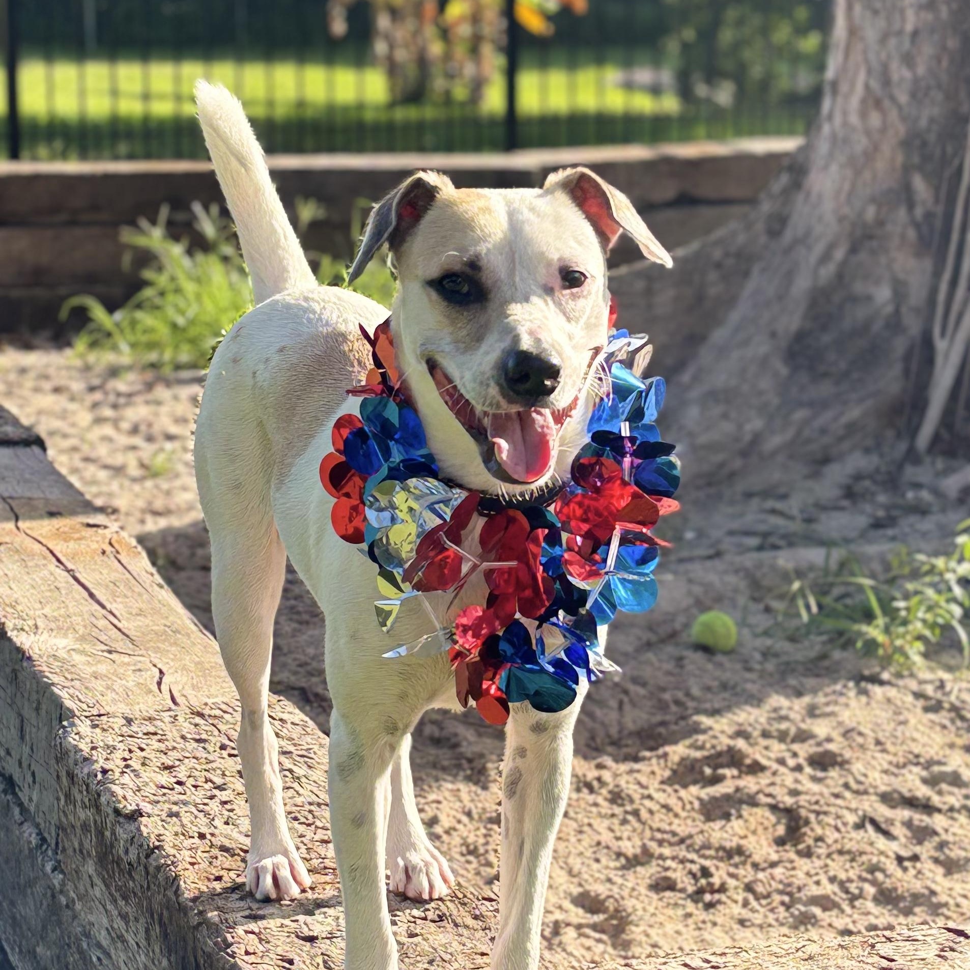 Dante 0628, ADOPTABLE, Young Male Terrier.