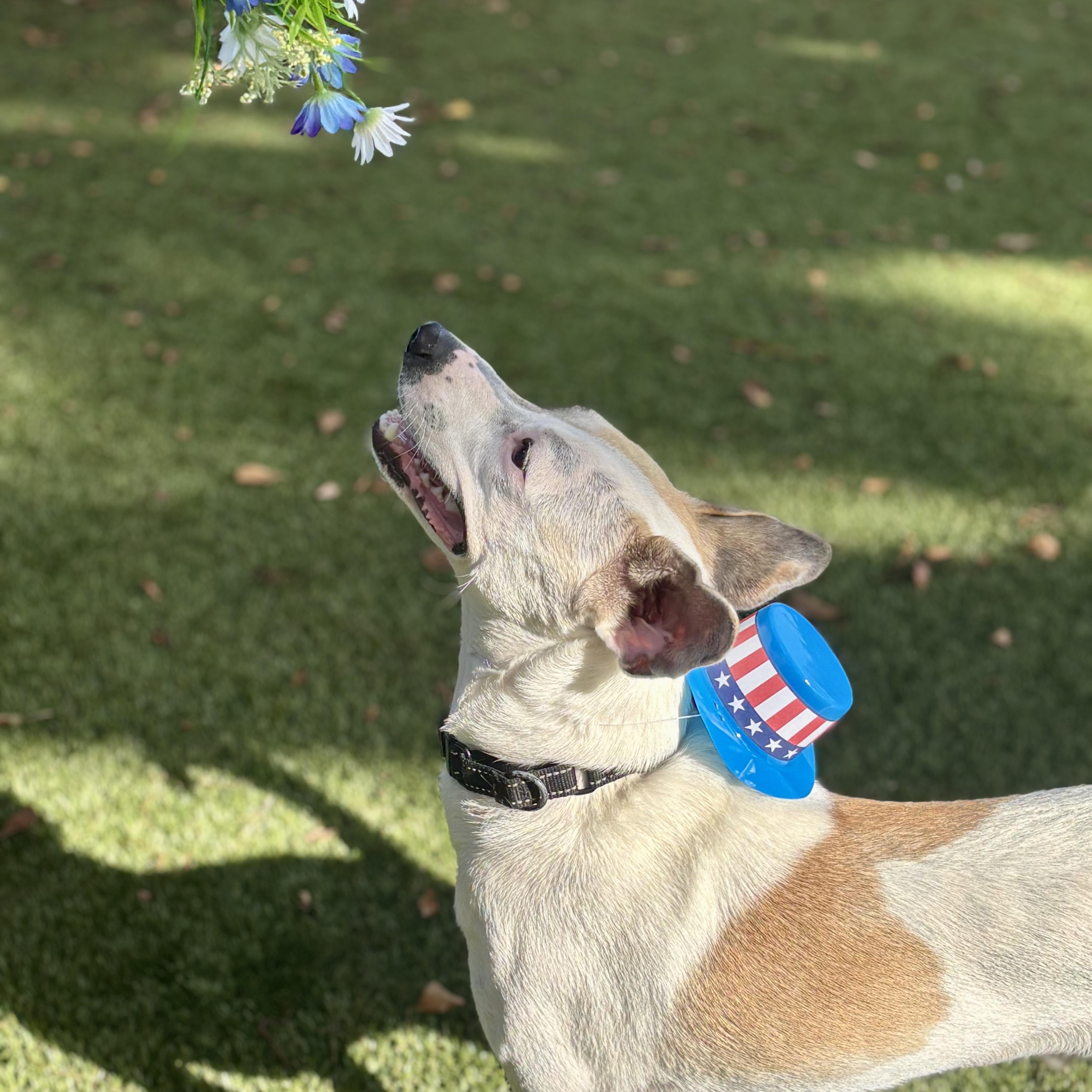 Dante 0628, a ADOPTABLE mixed breed in Boca Raton, FL image 2/3