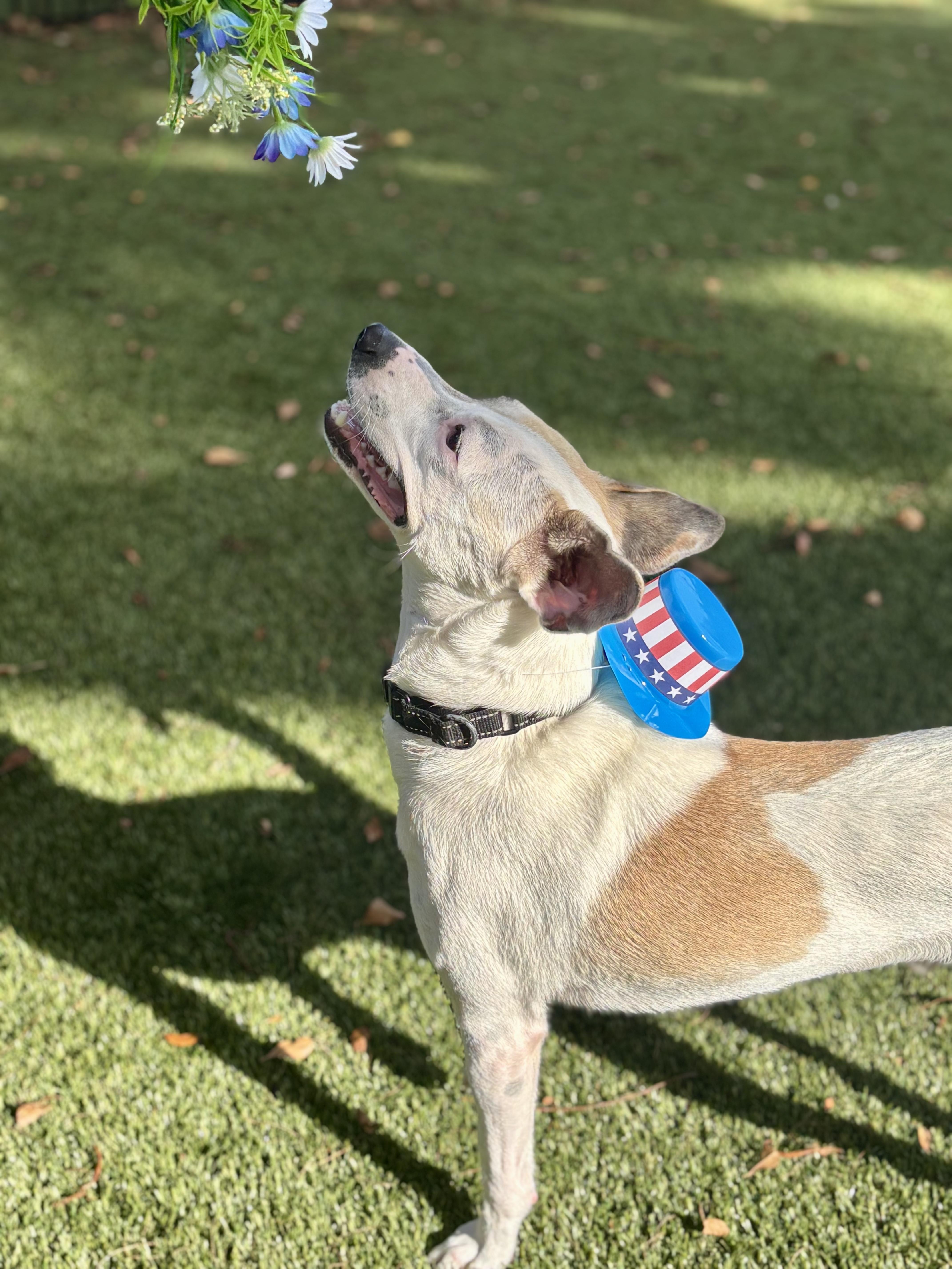 Dante 0628, a ADOPTABLE mixed breed in Boca Raton, FL image 2/4