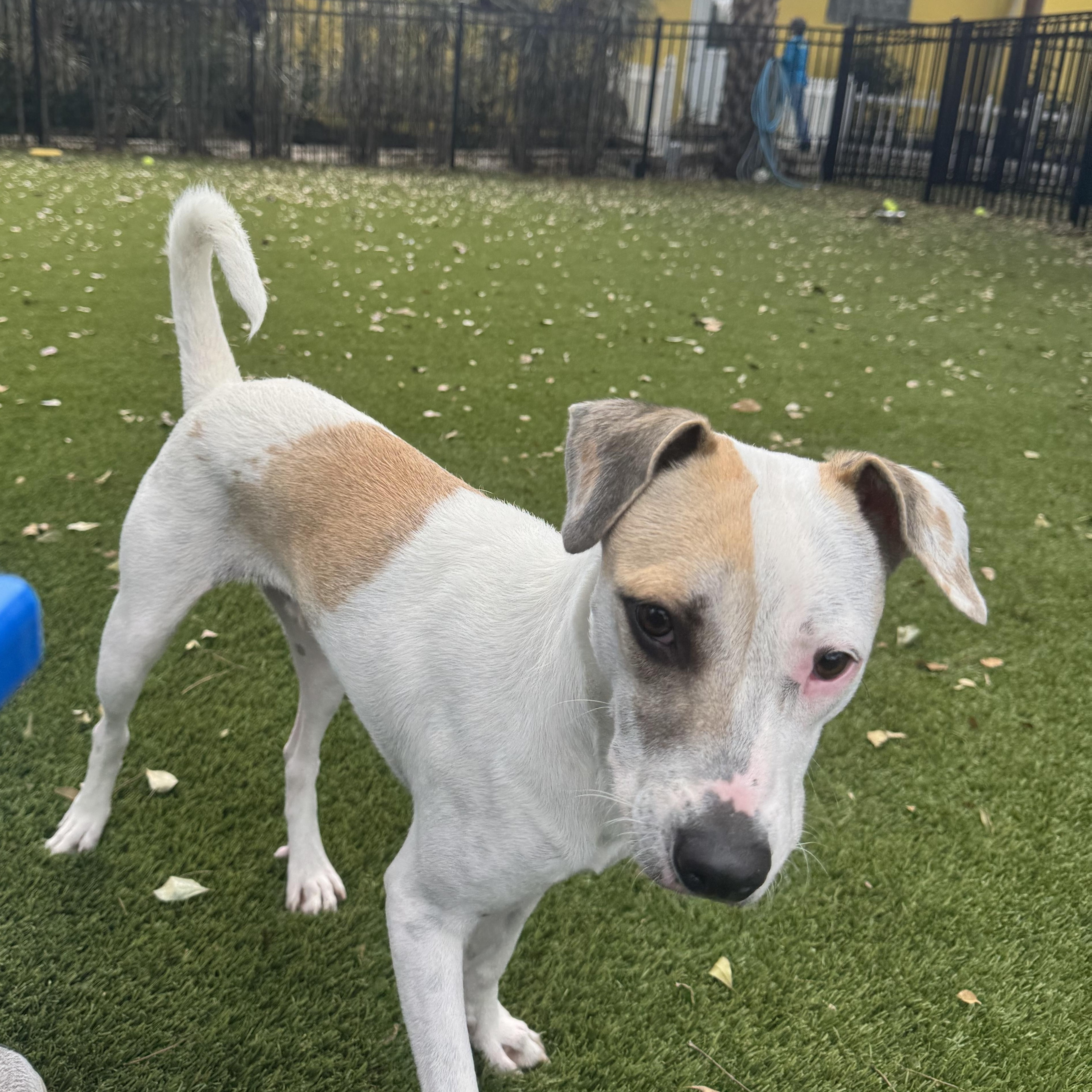 Enlarge Dante 0628, a ADOPTABLE Mixed Breed in Boca Raton, FL image 1/1