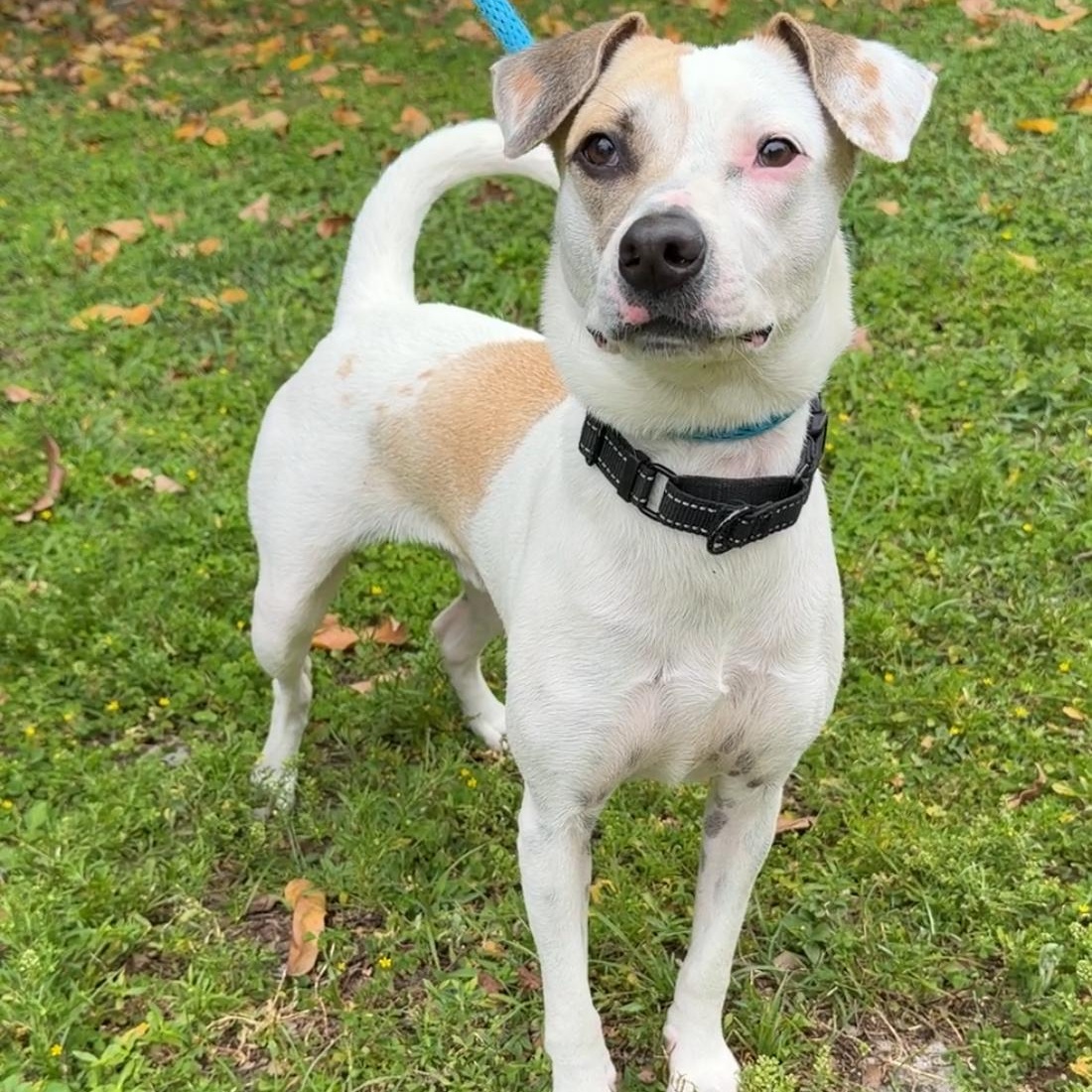 Enlarge Dante 0628, a ADOPTABLE mixed breed in Boca Raton, FL image 1/1