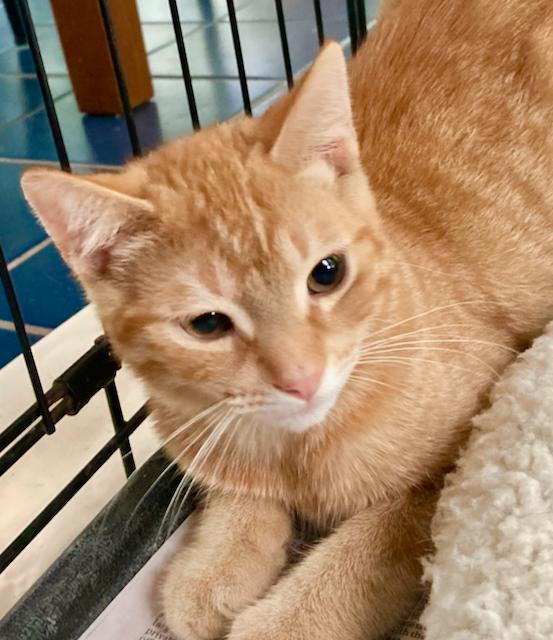 Male kitten - buff - 5 months old photo 2