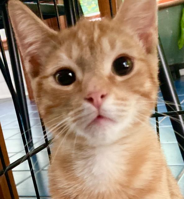 Male kitten - buff - 5 months old