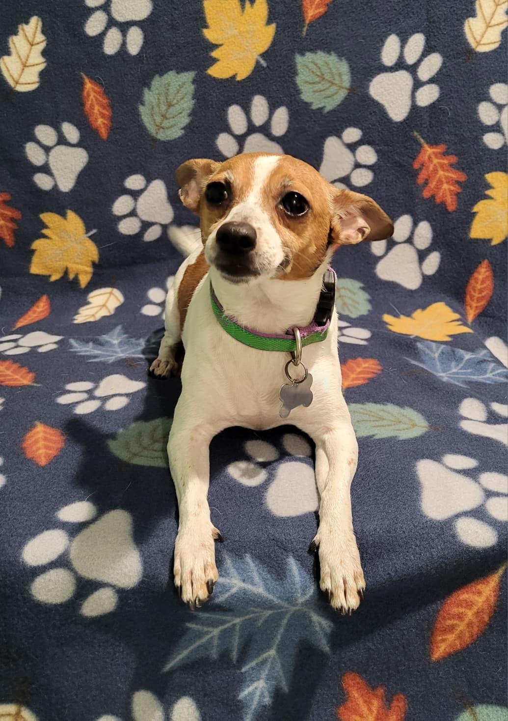 Enlarge Melody, a ADOPTABLE mixed breed in Southport, CT image 4/6