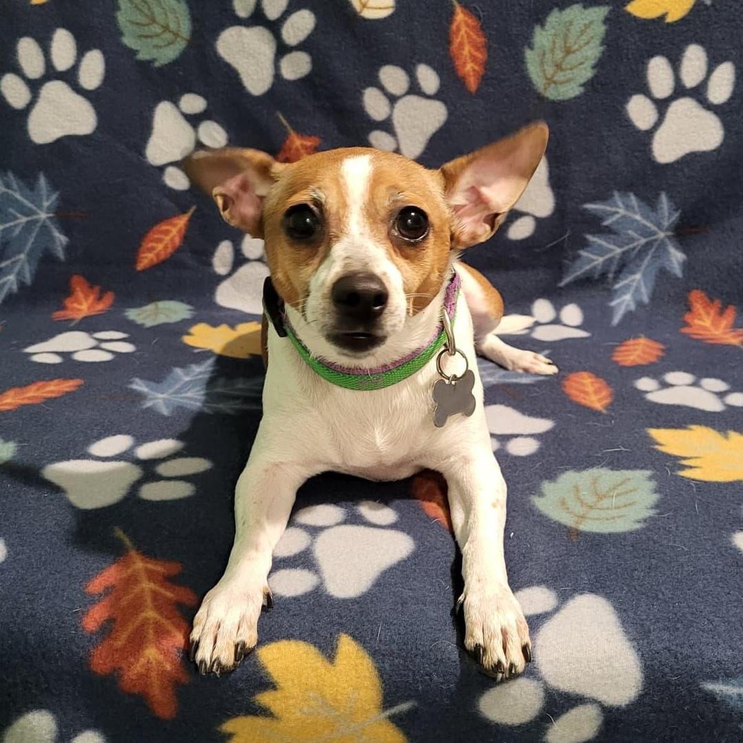 Enlarge Melody, a ADOPTABLE mixed breed in Southport, CT image 3/6