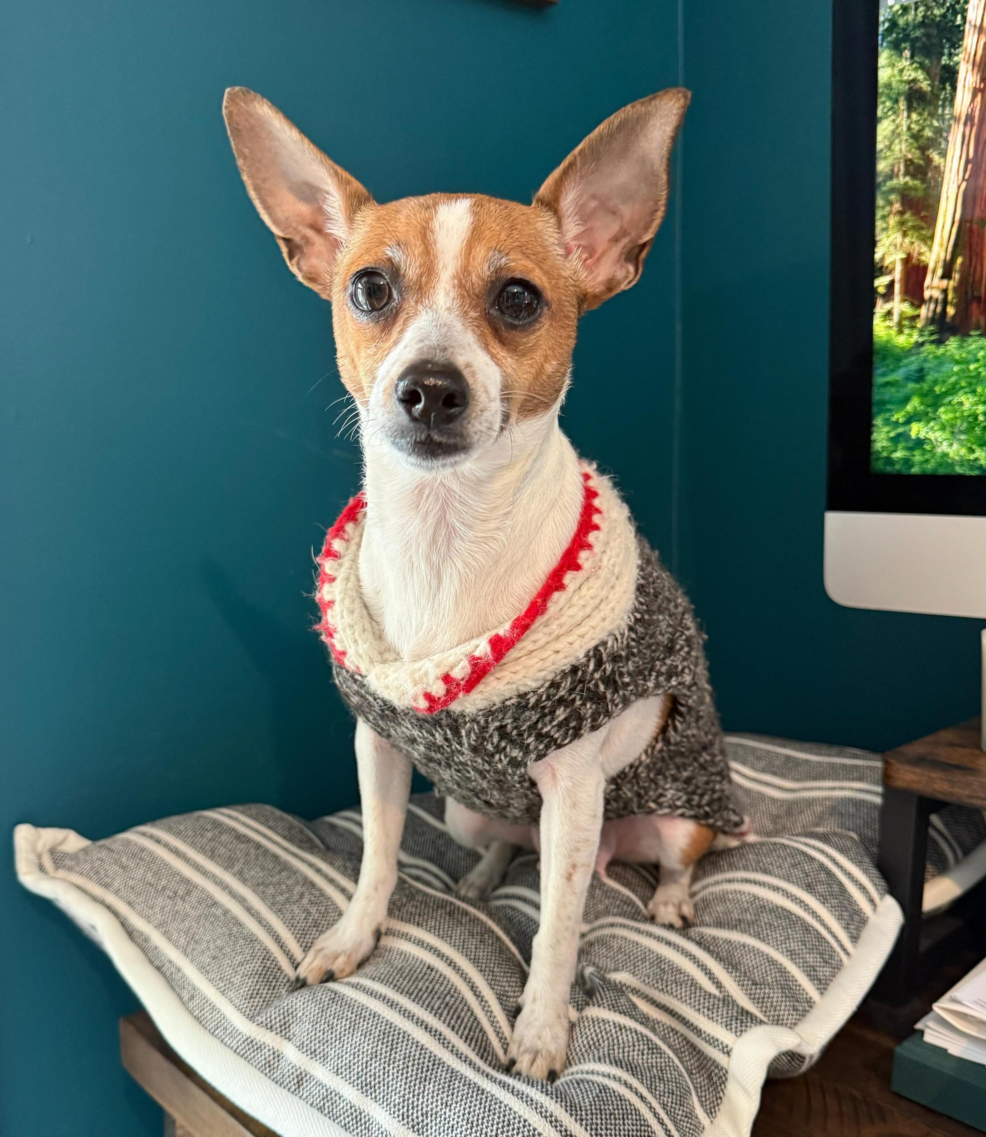 Enlarge Melody, a ADOPTABLE mixed breed in Southport, CT image 1/6