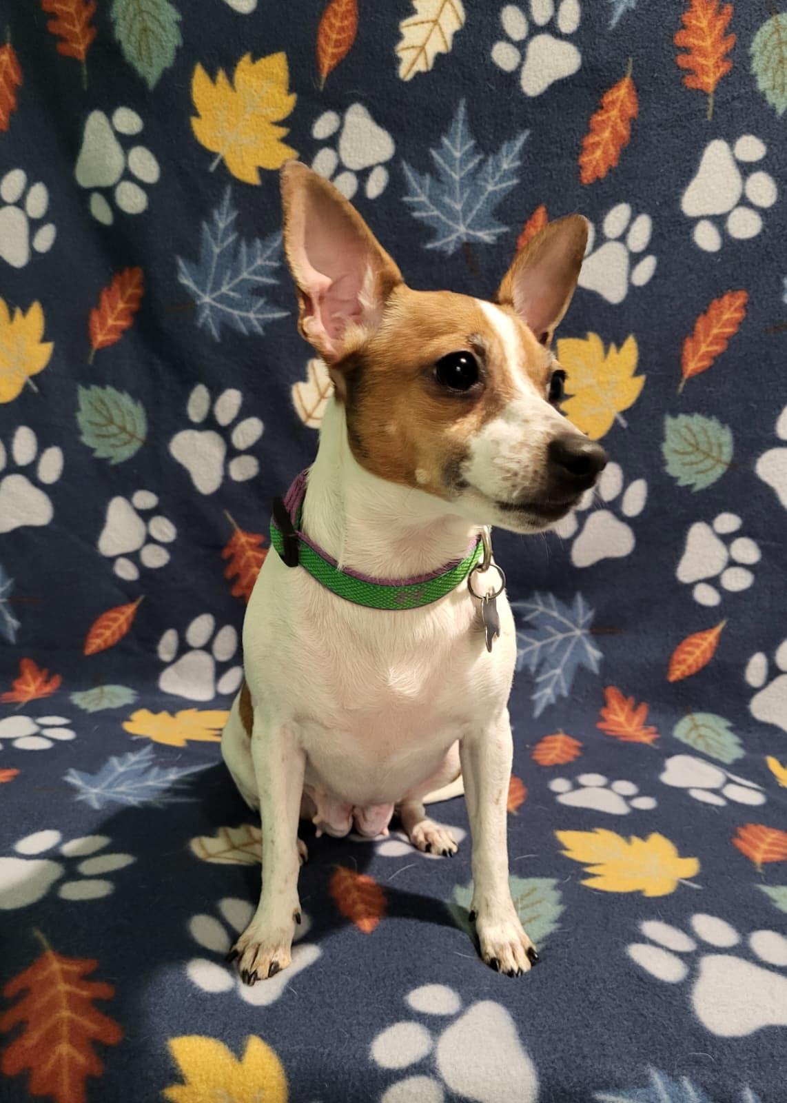 Enlarge Melody, a ADOPTABLE mixed breed in Southport, CT image 5/6