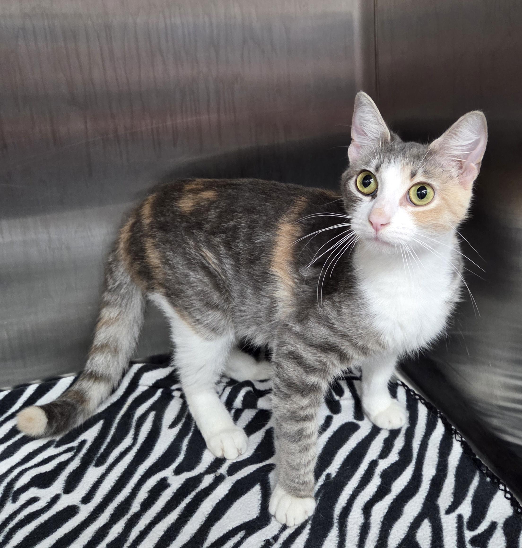 Sundae, Adoptable, Young Female Domestic Short Hair.