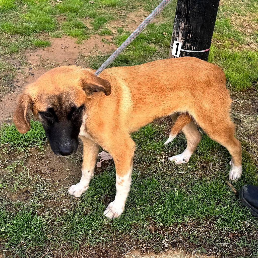 Enlarge Rex, a Adoptable mixed breed in Denison, TX image 1/2