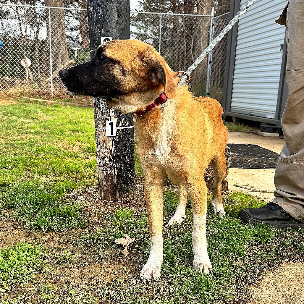 Enlarge Rex, a Adoptable mixed breed in Denison, TX image 2/2