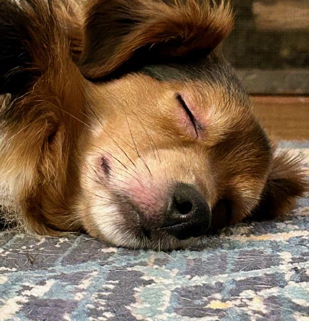 Enlarge Bear, a ADOPTABLE Shetland Sheepdog / Sheltie in Wilmington, NC image 3/4