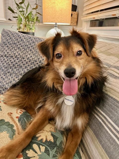Enlarge Bear, a ADOPTABLE Shetland Sheepdog / Sheltie in Wilmington, NC image 2/4