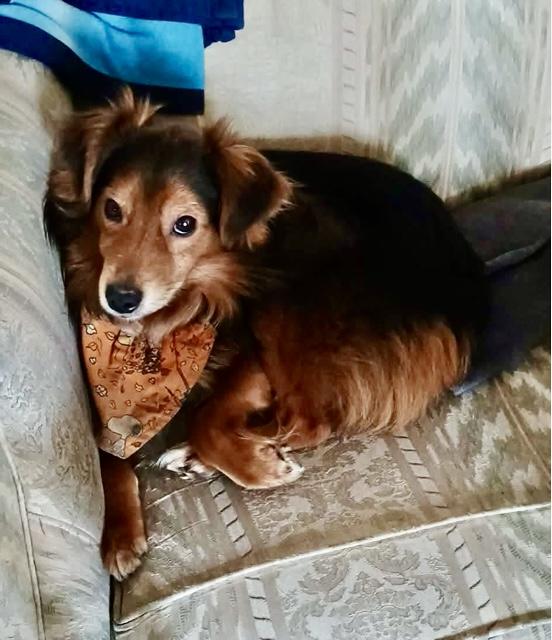 Enlarge Bear, a ADOPTABLE Shetland Sheepdog / Sheltie in Wilmington, NC image 1/4