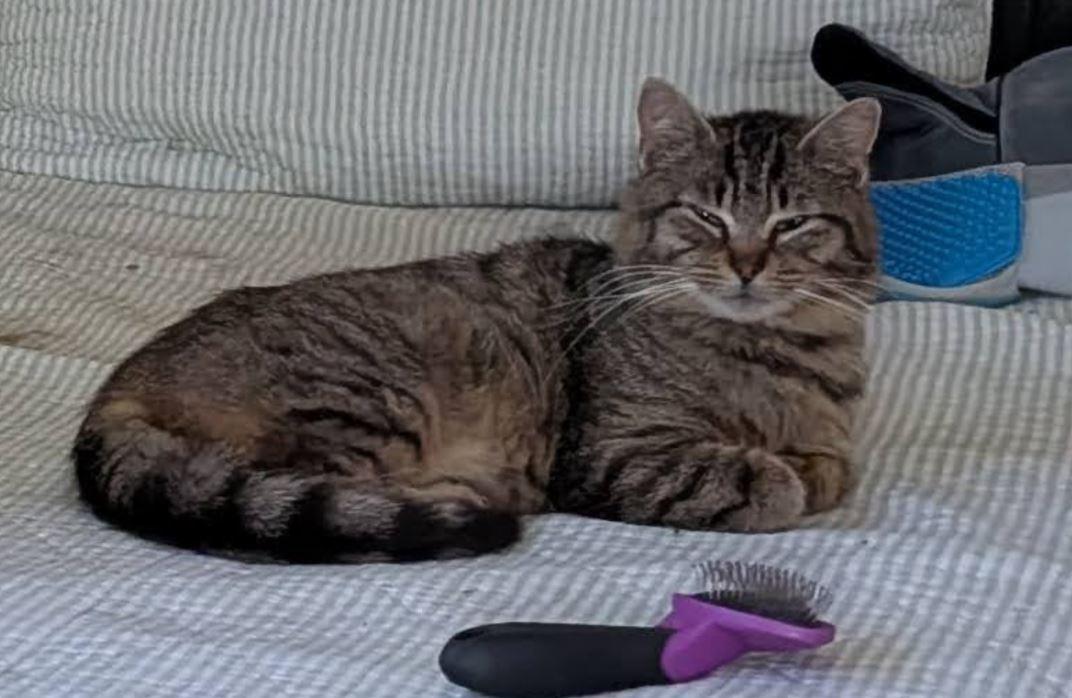 Melody, a Adoptable American Shorthair in Rochester, NY image 3/4