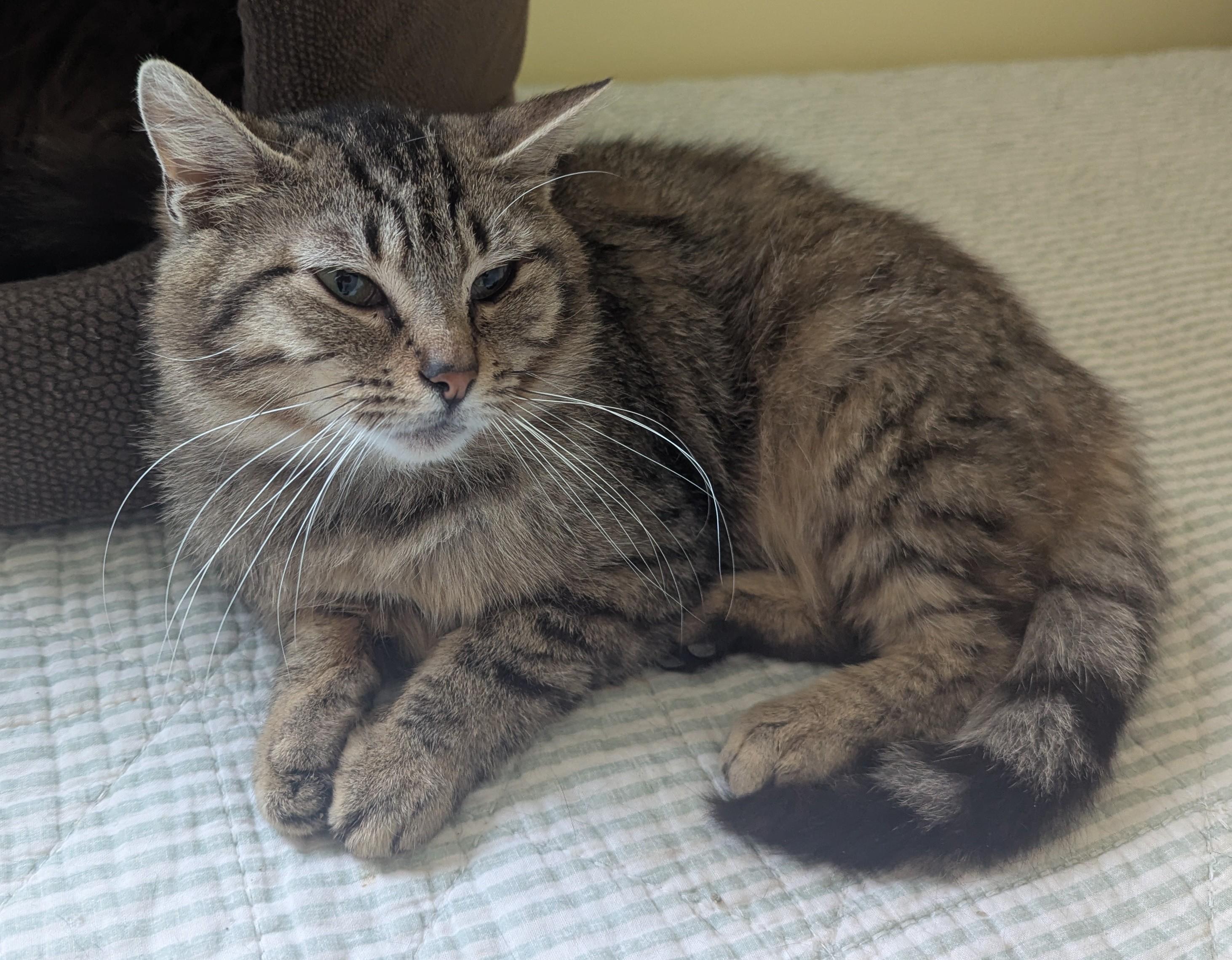 Melody, Adoptable, Young Female American Shorthair.