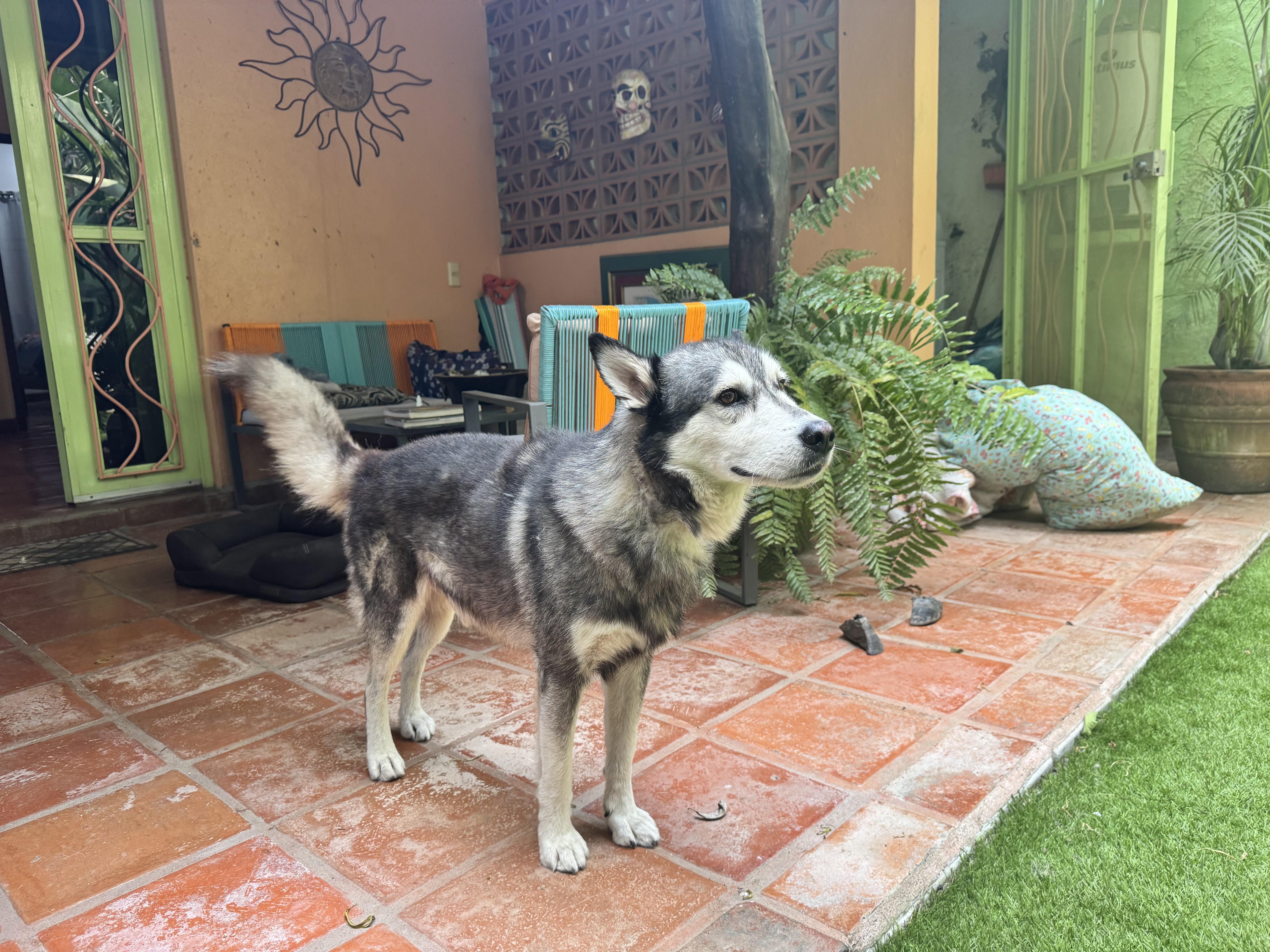 Juneau, ADOPTABLE, Adult Male Husky.